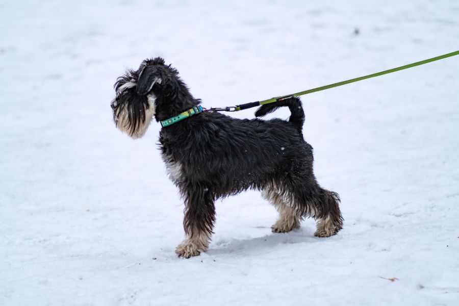 sznaucer miniaturowy pies na smyczy stoi na śniegu