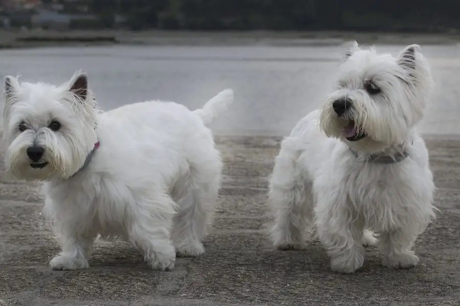 white highland white terrier dwa psy stoją na drodze