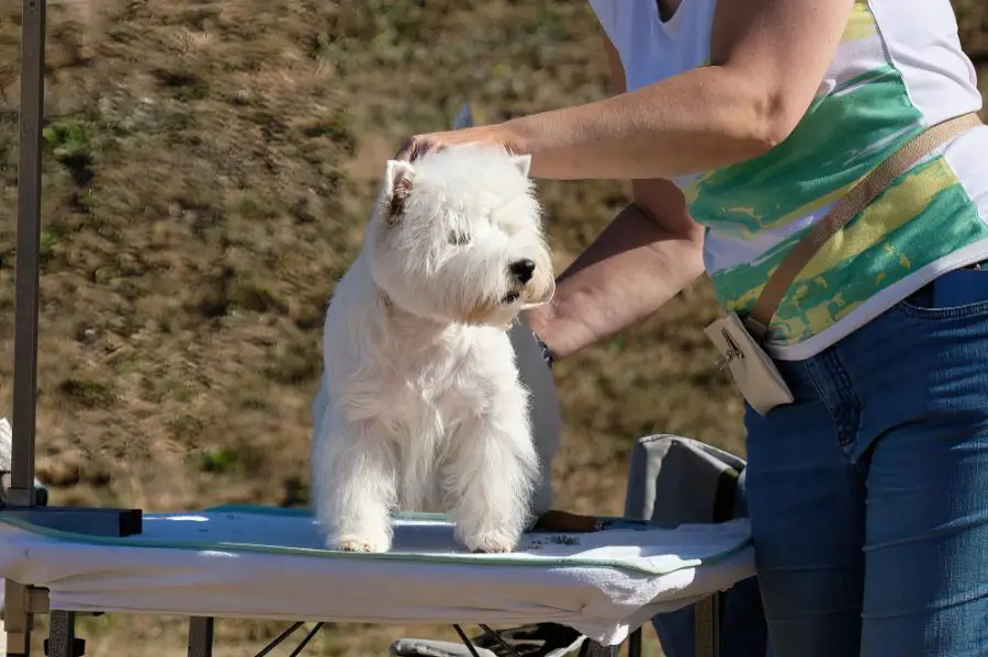white highland white terrier pies stoi na stoliku groomerskim