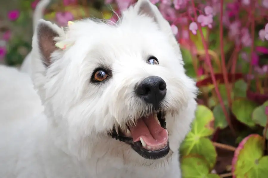 white highland white terrier portret psa z kwiatami w tle