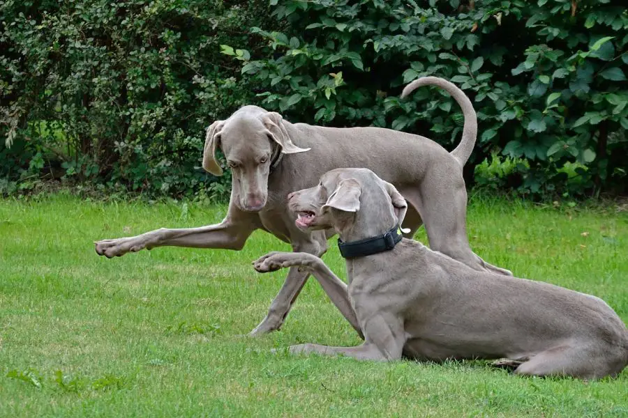 wyżeł weimarski krótkowłosy dwa psy bawią się na trawniku
