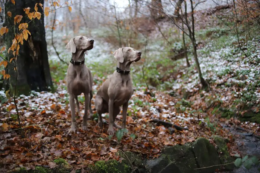 wyżeł weimarski krótkowłosy dwa psy siedzą w lesie