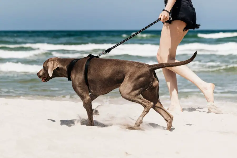 wyżeł weimarski krótkowłosy pies idzie na smyczy po plaży