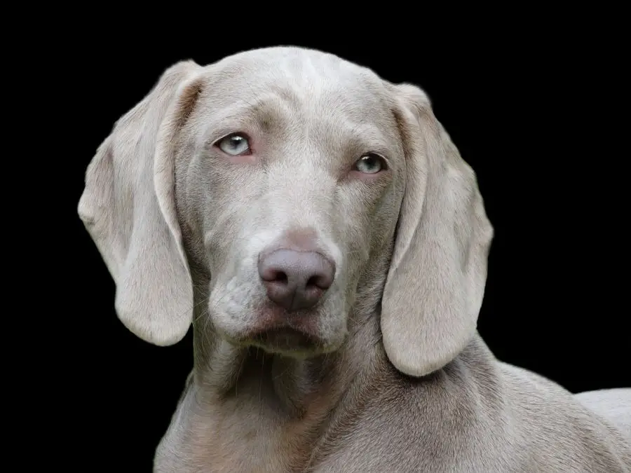 wyżeł weimarski krótkowłosy portret psa na czarnym tle