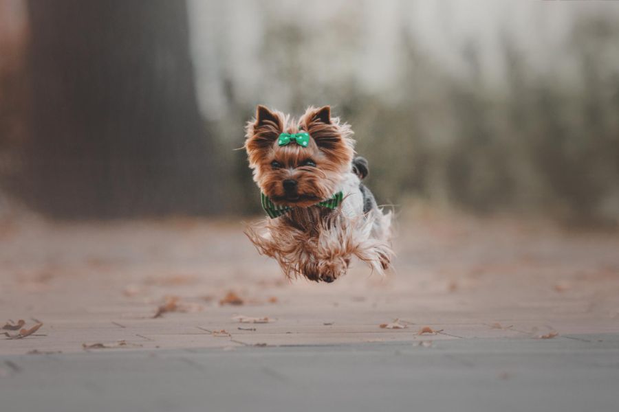 yorkshire terrier biegnie na spacerze