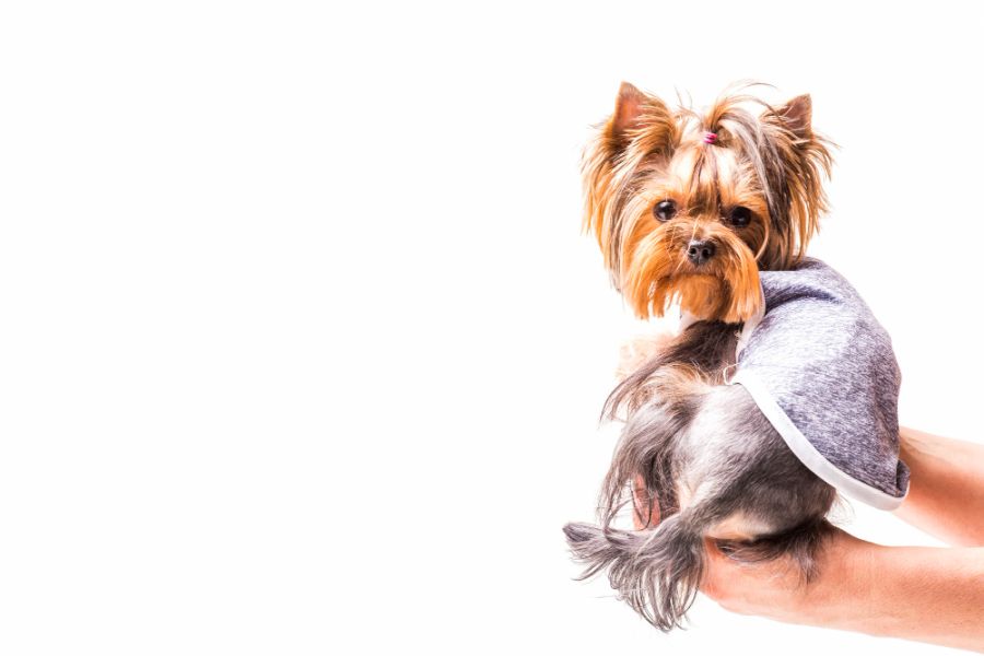 yorkshire terrier pies w ubranku na rękach