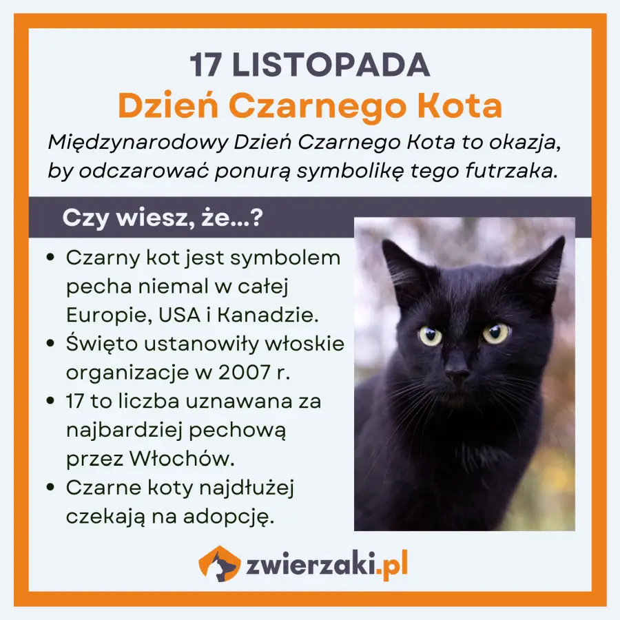 dzień czarnego kota infografika