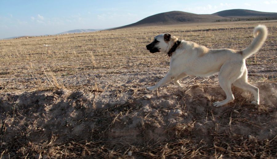 Anatolijski pies pasterski biegnie po polu
