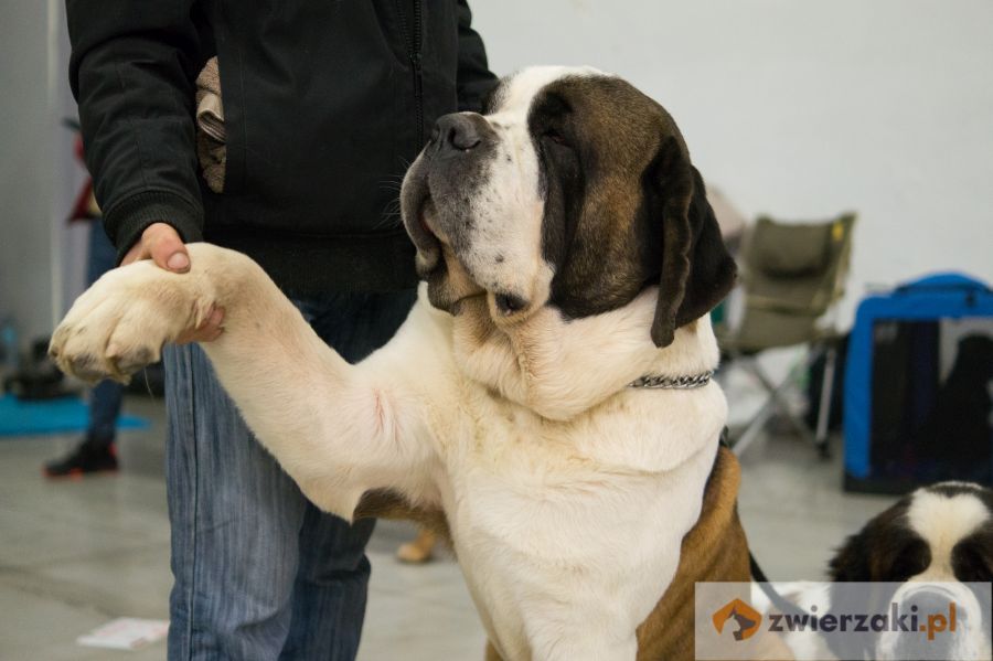 bernardyn krótkowłosy pies podaje łapę na wystawie psów rasowych