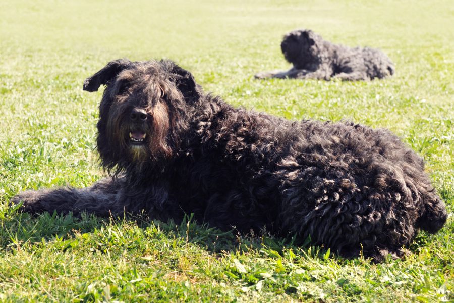 bouvier des flandres dwa psy leżą na trawniku