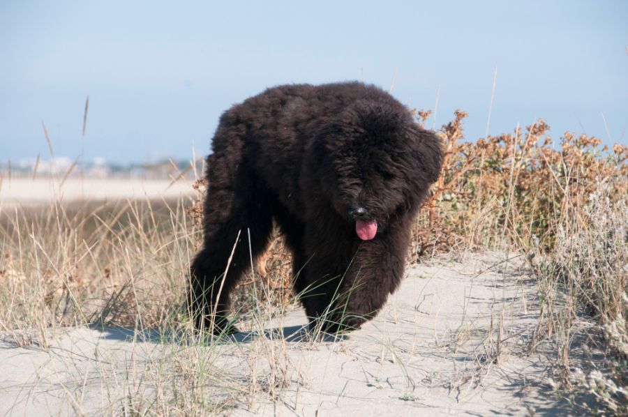 bouvier des flandres pies chodzi po plaży