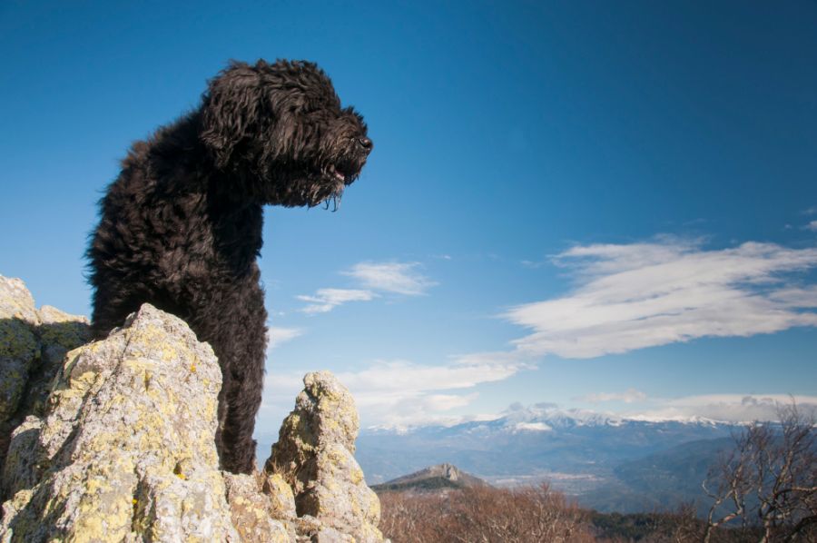 bouvier des flandres pies stoi na szczycie góry
