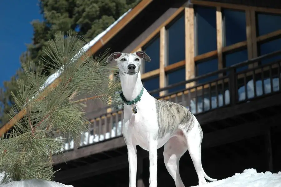 charty greyhound stoi na tle zimowego pejzażu