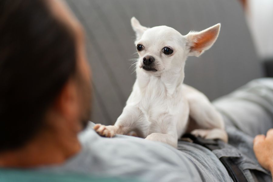 Chihuahua z opiekunem