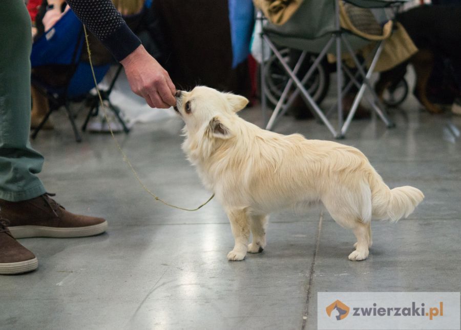 chihuahua długowłosa pozuje na wystawie psów rasowych