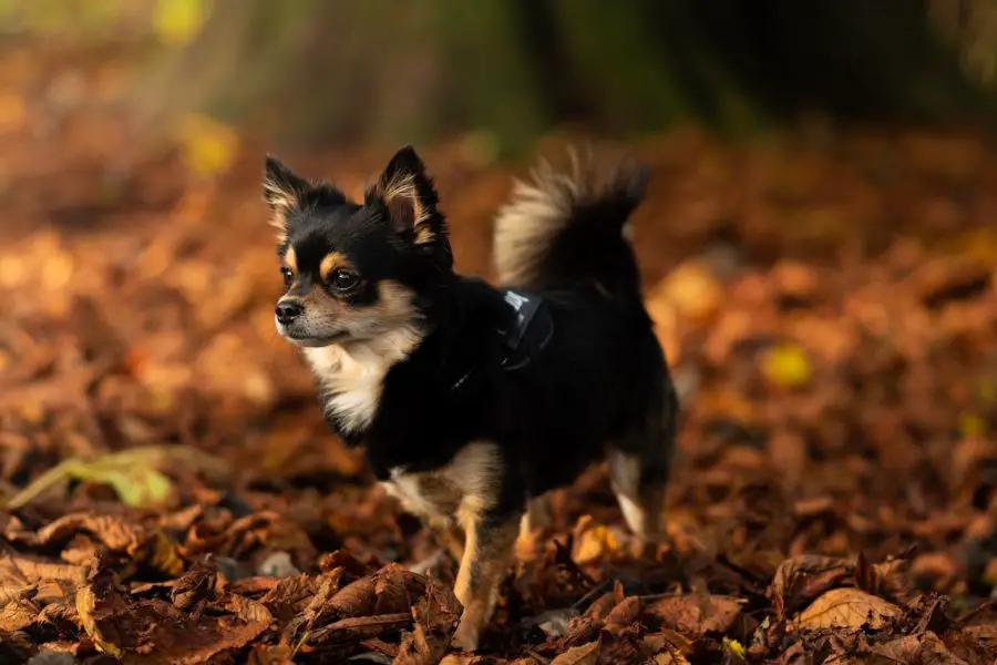 Chihuahua w parku