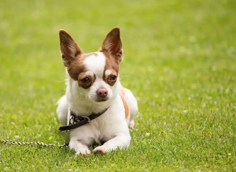 Chihuahua leży na trawniku