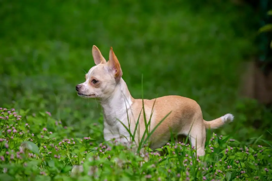 Chihuahua 6 Chihuahua w trawie