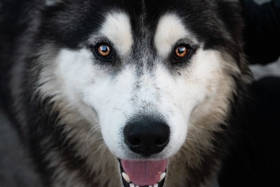 dieta psa rasy eskimo – jak utrzymać prawidłową wagę?