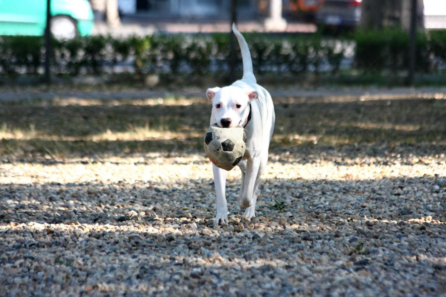 dog argentyński biegnie w psim parku z piłką w pysku