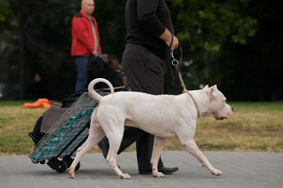 dog argentyński idzie przy nodze na wystawie psów