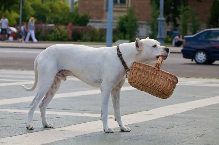 dog argentyński pies z koszykiem w zębach stoi na ulicy