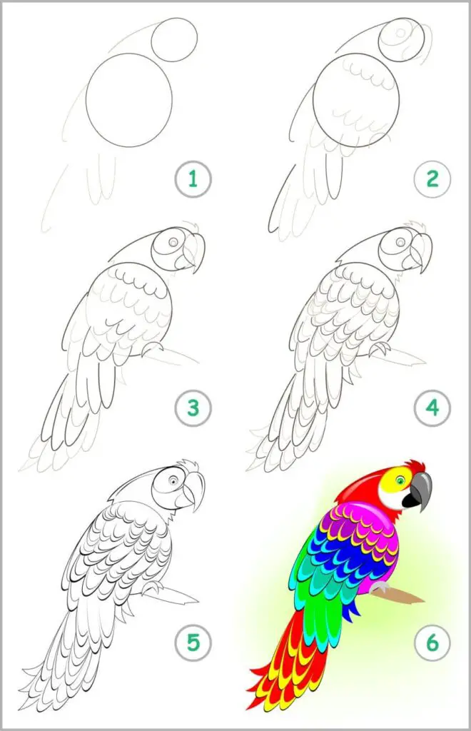 jak narysować papugę