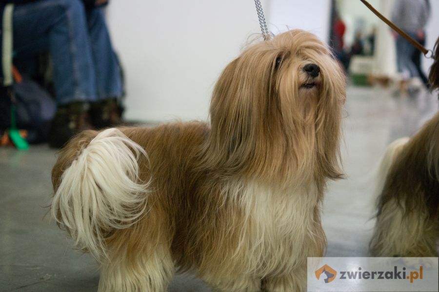 lhasa apso długowłosy pies stoi na ringówce na wystawie psów rasowych