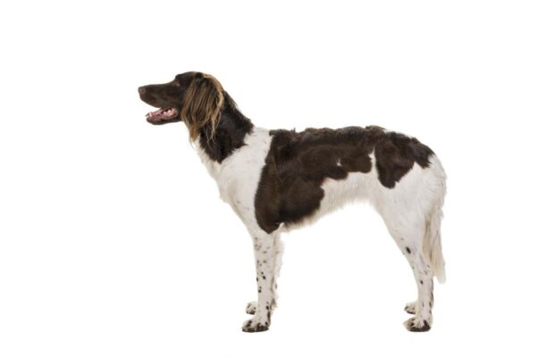 Munsterlander (mały münsterländer) – charakterystyka, cena