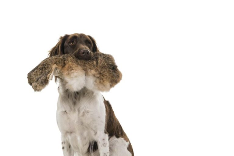 Munsterlander (mały münsterländer) – charakterystyka, cena