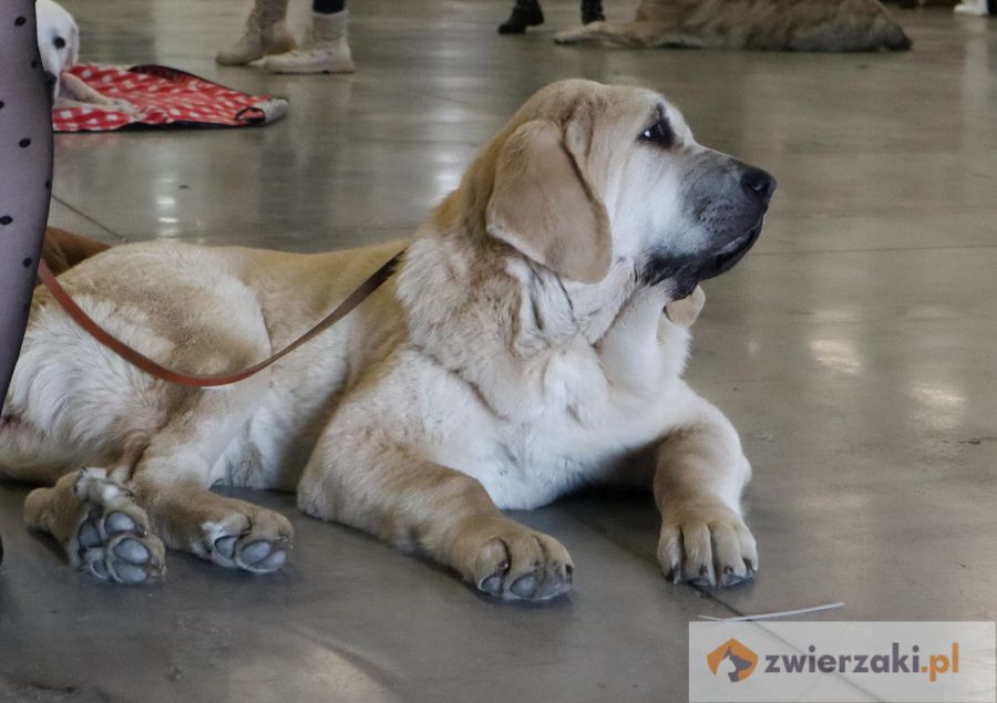 mastif hiszpański leży na podłodze hali na wystawie psów rasowych