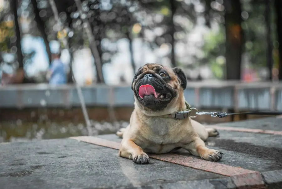 mops pies leży na betonowej ławce