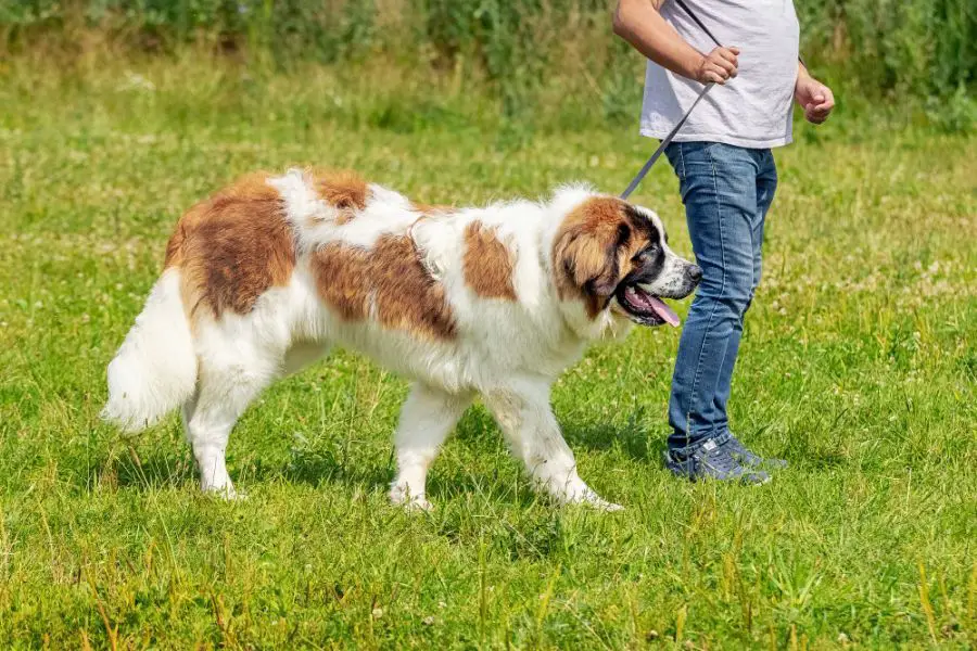 moskiewski stróżujący pies idzie na smyczy po trawie