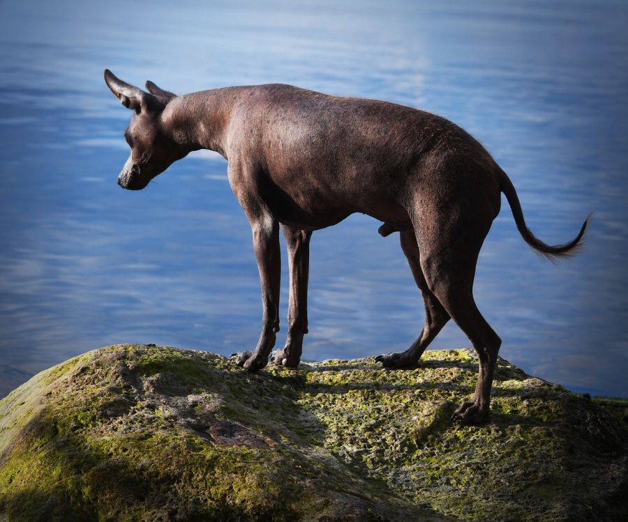 nagi pies meksykański pies stoi na kamieniach na tle wody