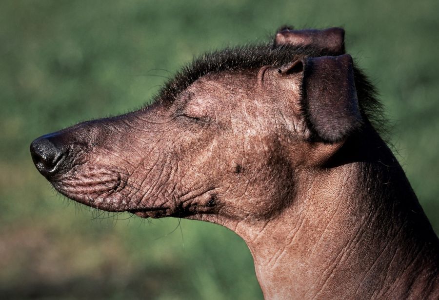 nagi pies meksykański portret psa