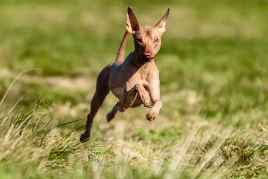 nagi pies peruwiański pies biegnie po trawie