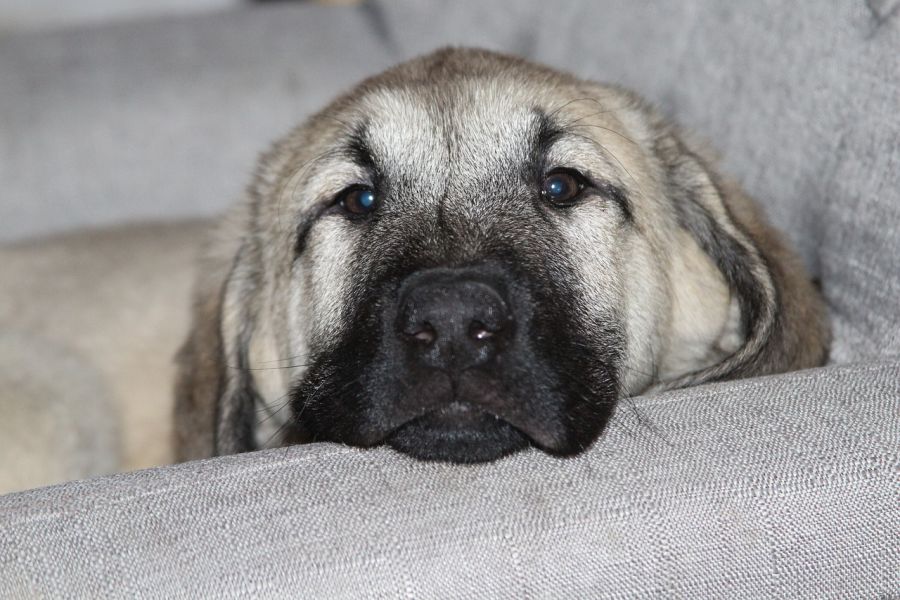 owczarek anatolijski młody pies leży na kanapie