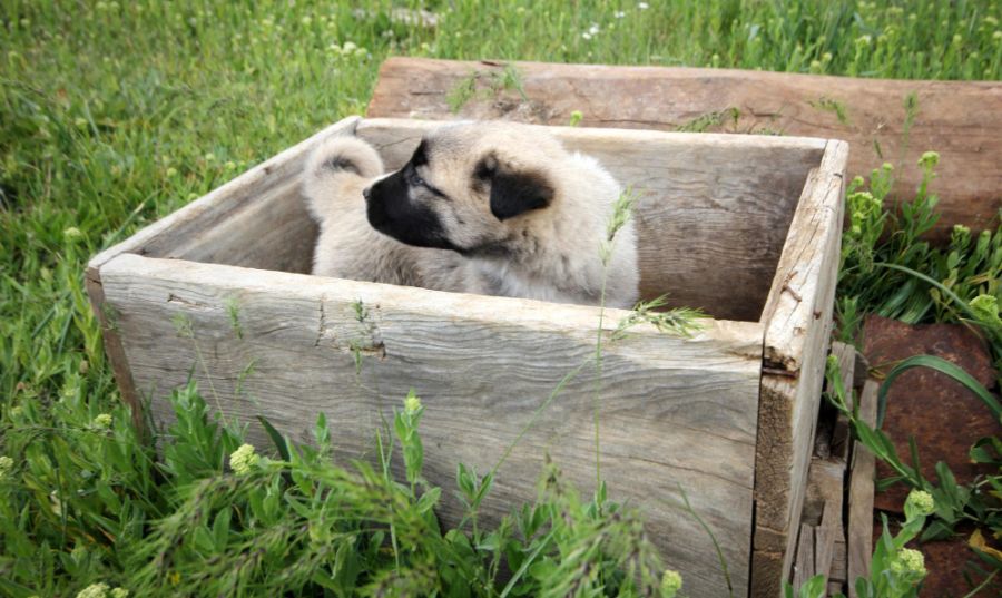 owczarek anatolijski szczeniak w pudełku