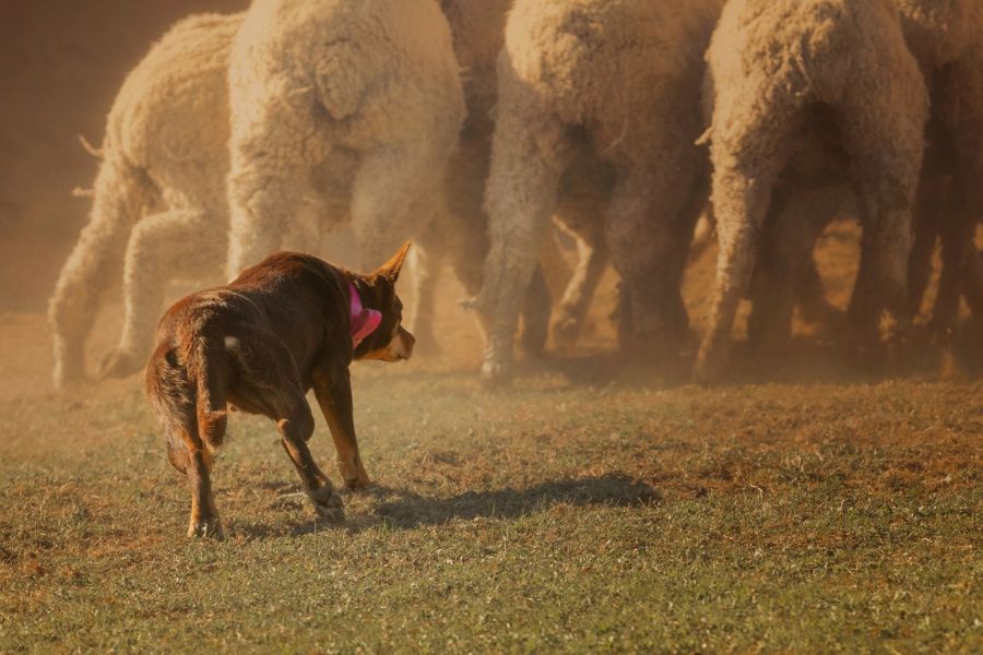 owczarek australijski kelpie podczas pracy przy pasieniu owiec