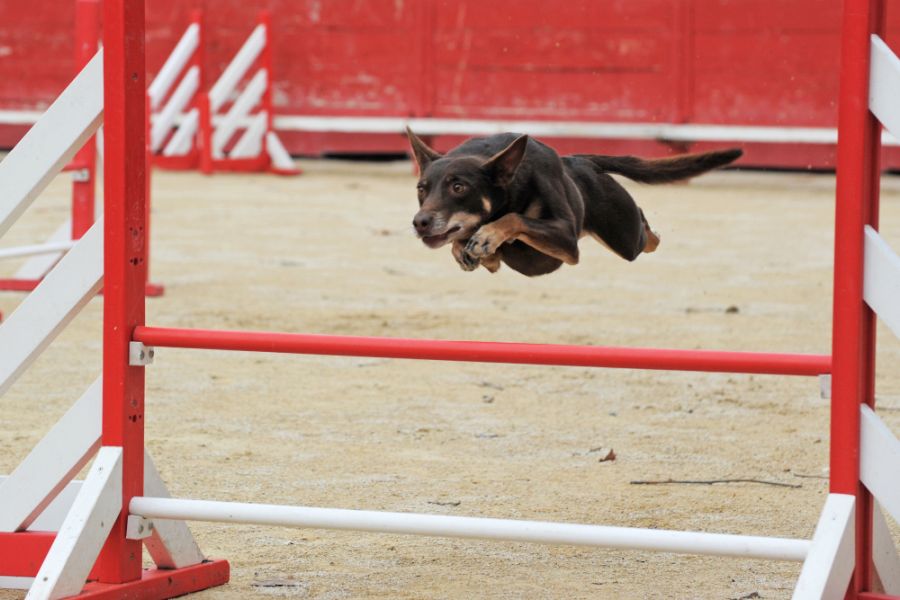 owczarek australijski kelpie pies skacze przez przeszkodę