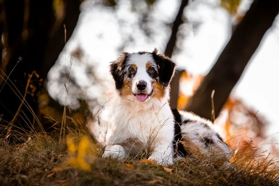 owczarek australijski pies leży w lesie jesienią