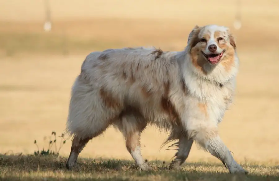owczarek australijski pies zieje i idzie po trawniku