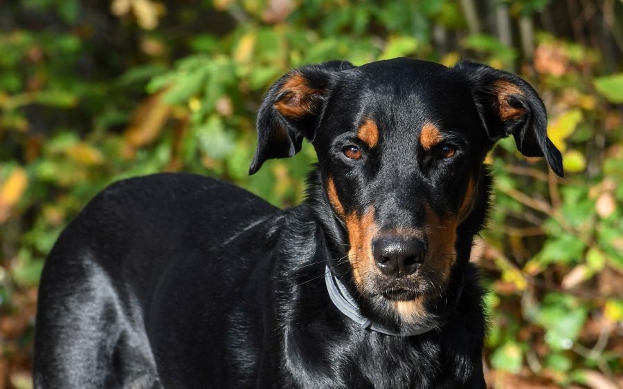 owczarek francuski beauceron pies z naturalnymi uszami patrzy w obiektyw