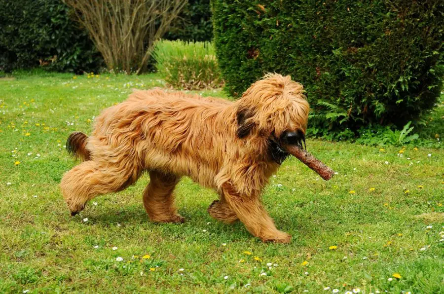 owczarek francuski briard pies biega z patykiem po psim parku