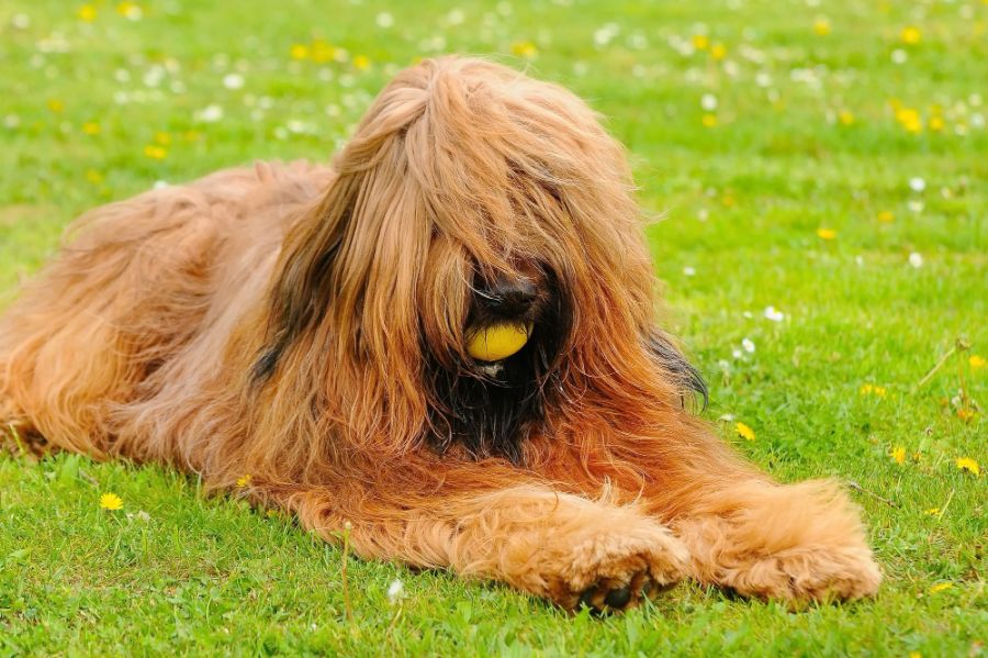 owczarek francuski briard pies leży z piłką na trawie