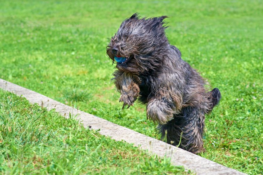 owczarek francuski briard pies skacze przez przeszkodę z piłką 