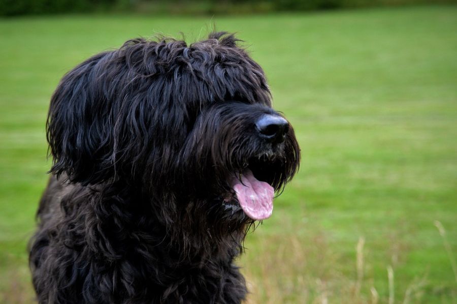 owczarek francuski briard portret czarnego psa