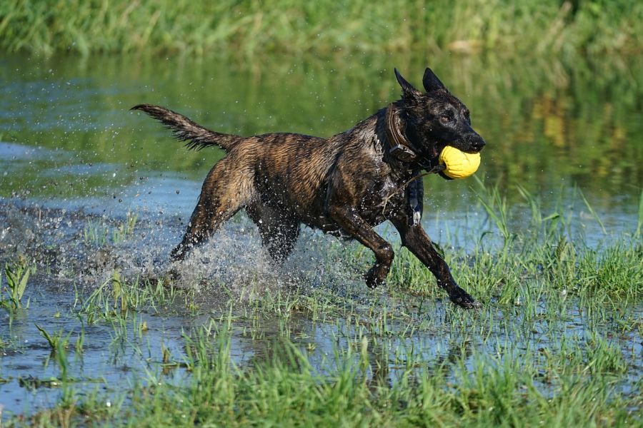 owczarek holenderski pies biegnie z piłką przez wodę