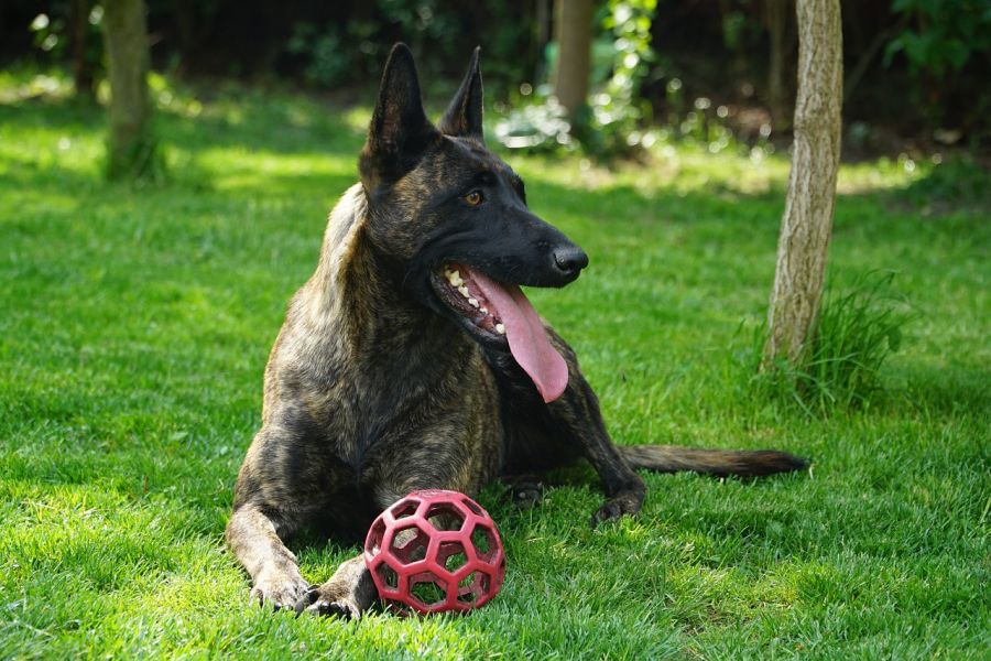owczarek holenderski pies leży na trawie z piłką