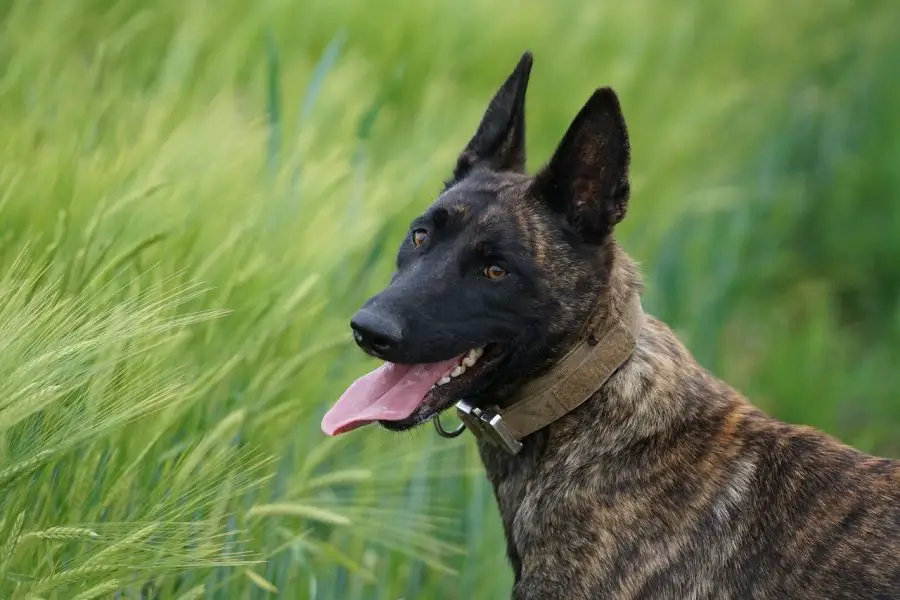 owczarek holenderski pies w szerokiej obroży stoi wśród trawy